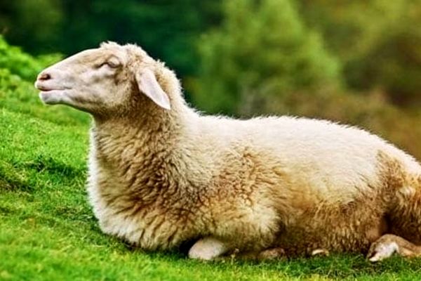 نرخ مصوب هرکیلو گوسفند زنده برای عید قربان اعلام شد