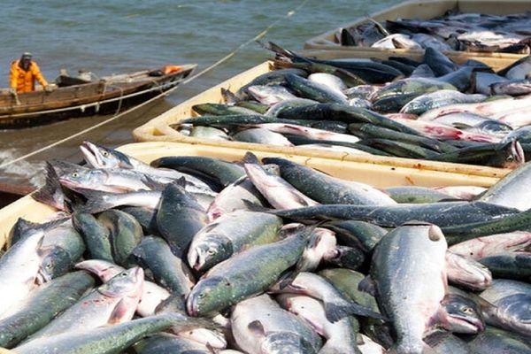 اهمیت بازاریابی در گسترش صادرات محصولات آبزی/ افزایش نرخ ارز به نفع تعاملات تجاری است