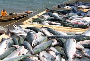 اهمیت بازاریابی در گسترش صادرات محصولات آبزی/ افزایش نرخ ارز به نفع تعاملات تجاری است