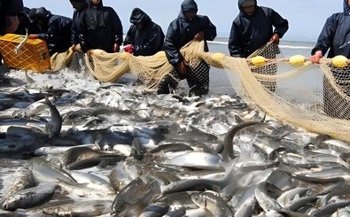 میزان صادرات ماهی ایران از ۵ میلیون عبور کرد / آخرین جزییات از سرمایه گذاری در حوزه شیلات