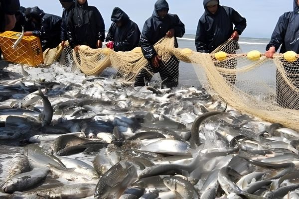 قیمت ماهی سفید افزایش یافت / یک کیلو ماهی سفید چند؟