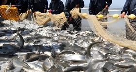 آخرین قیمت انواع ماهی در بازار / ماهی قزل آلا کیلویی چند؟ 