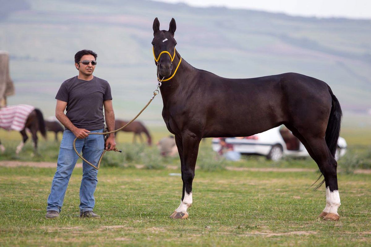 جشنواره‌ی ملی زیبایی اسب ترکمن در خراسان شمالی 