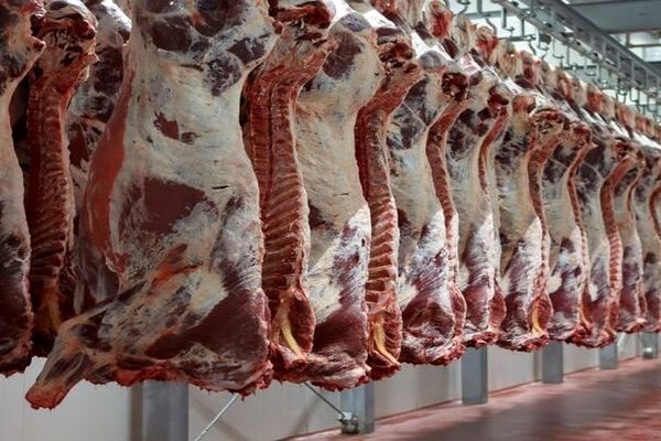قیمت جدید گوشت قرمز در بازار / راسته گوساله کیلویی چند؟