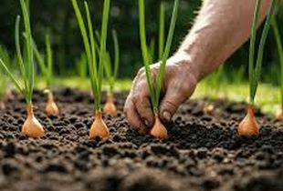 بازگشت پول به مزرعه/ ۷۳ درصد مطالبات کشاورزان پرداخت شد