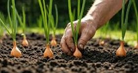 بازگشت پول به مزرعه/ ۷۳ درصد مطالبات کشاورزان پرداخت شد