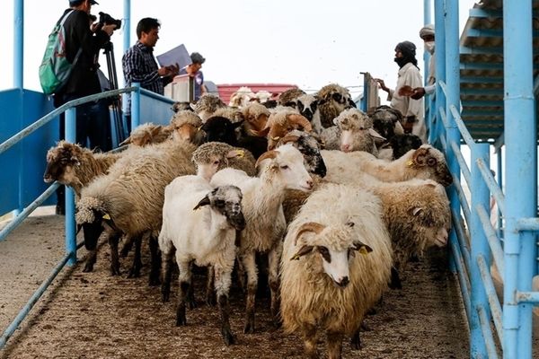 قیمت گوسفند زنده به کیلویی ۳۳۰ هزار تومان رسید  