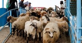 قیمت دام زنده ریزشی شد / قیمت گوسفند زنده در کدام استان ارزان تر است؟