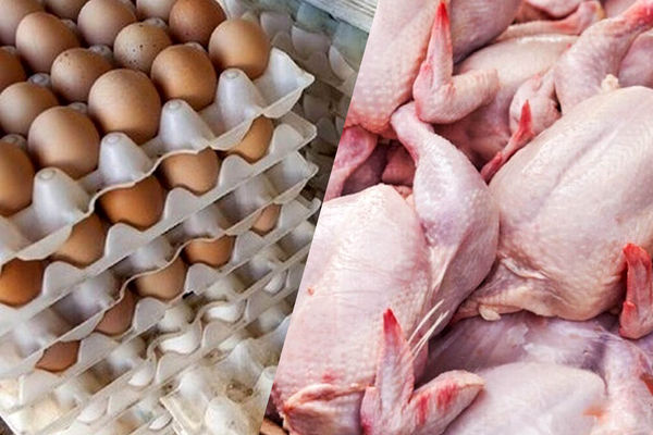 قیمت مرغ امروز چقدر شد؟ / تخم مرغ چند فروخته می شود؟ 