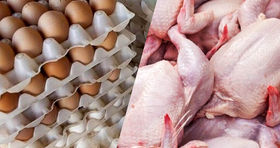 مرغ و تخم در بازار امروز چند قیمت خورد؟ 