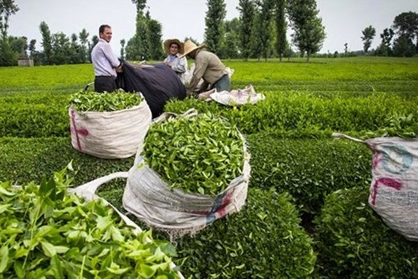 حساب این گروه از کشاورزان پرپول شد + جزئیات