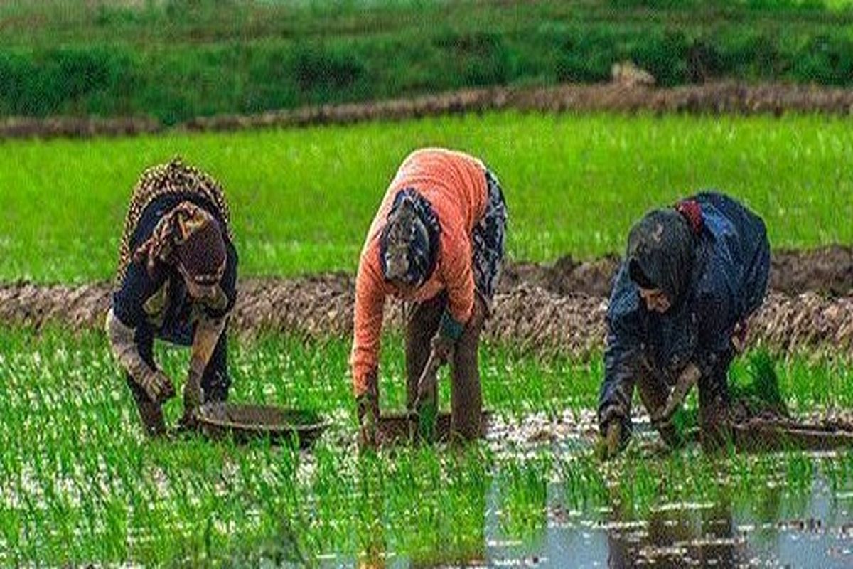 شرط جهاد کشاورزی برای حمایت از تولیدکنندگان بذر / هدف، تولید انبوه برنج است