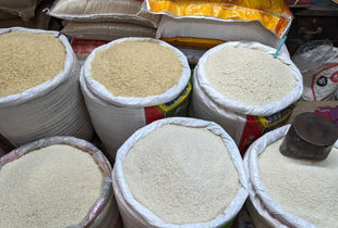 شرط ریزش قیمت برنج ایرانی اعلام شد 