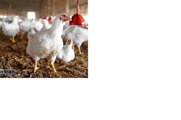 قیمت جدید مصوب مرغ اعلام شد