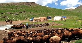 نقش عشایر در بازار گوشت ایران / تهمیدات ویژه برای تولید بیشتر گوشت قرمز