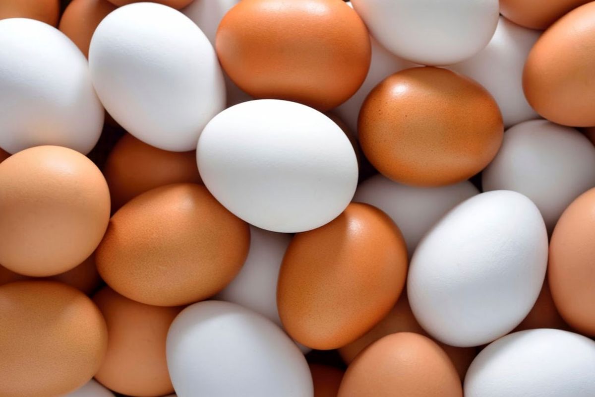 قیمت جدید تخم مرغ در بازار / خرید تخم مرغ بالاتر از این قیمت گرانفروشی است 