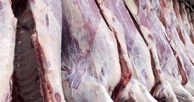 راهکار کاهش قیمت‌ گوشت اعلام شد / چرا قیمت دام زنده افزایش یافت؟
