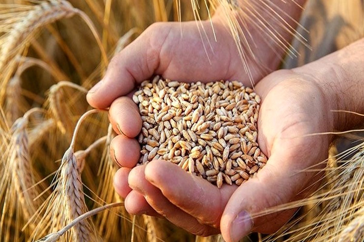 قیمت خرید گندم چه زمانی اعلام می شود؟ / کشاورزان در انتظار تصمیم جهاد کشاورزی