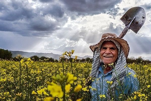 بدهی دولت به این افراد تسویه شد / افزایش تولید گندم در سال آینده