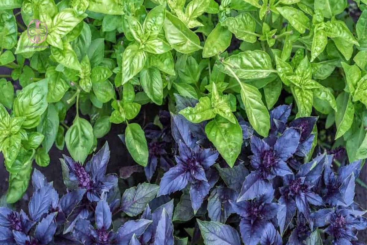 با خوردن این سبزی به جنگ آلزایمر بروید / خواص باورنکردی این گیاه خوشمزه