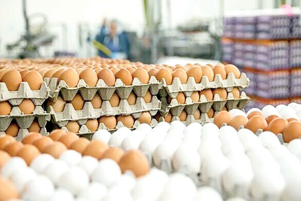 قیمت جدید تخم مرغ در بازار اعلام شد / ۲۰ عدد تخم مرغ ۱۱۰ هزار تومان