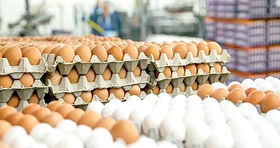 تخم مرغ دانه ای ۱۲,۳۵۰ تومان شد / قیمت جدید تخم مرغ در بازار