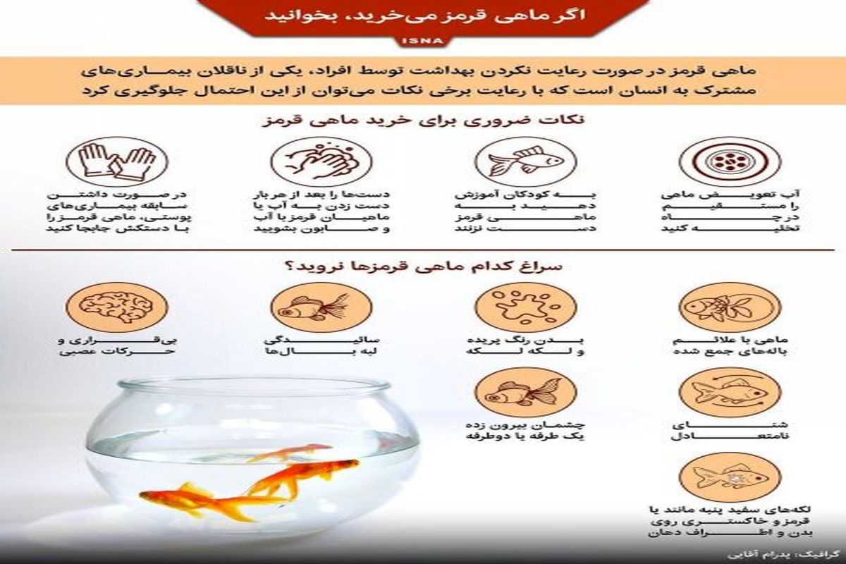 ماهی قرمز سلامتی شما را تهدید می کند