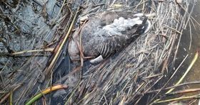 تلف شدن بیش از ۱۰۰۰ پرنده در تالاب میقان