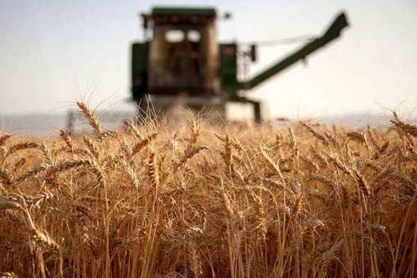 فوری/ مطالبات گندمکاران و کشاورزان واریز شد