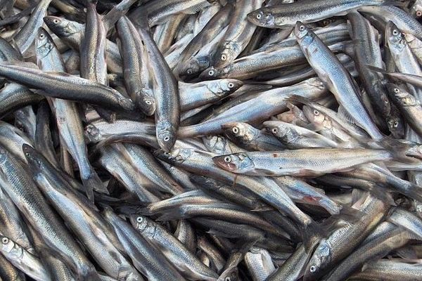 آخرین قیمت ماهی در بازار مشخص شد 