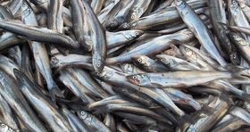 آخرین قیمت ماهی در بازار / ارزان ترین ماهی بازار کیلویی چند؟ 