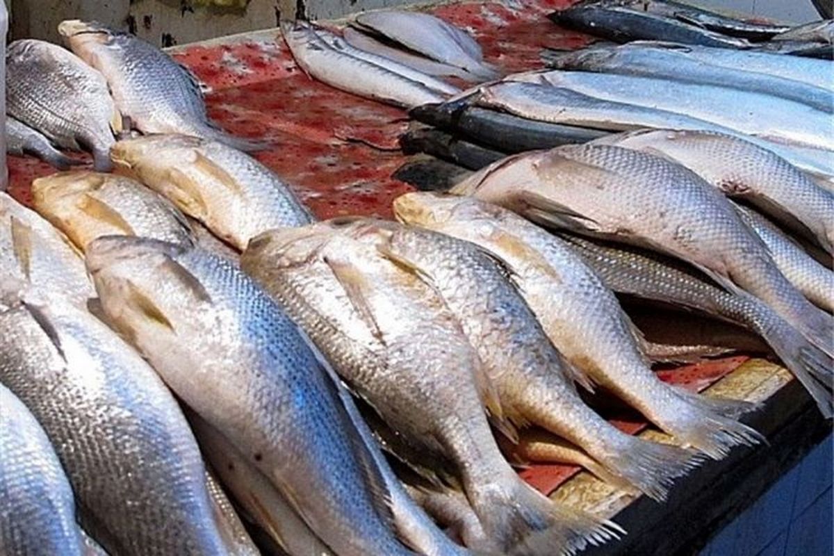 آخرین قیمت ماهی در بازار / ماهی سفید در بازار کیلویی چند؟ + جدول