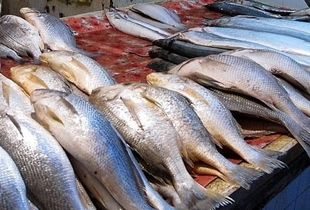آخرین قیمت ماهی در بازار / ماهی سفید در بازار کیلویی چند شد؟
