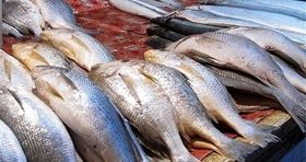جدیدترین قیمت ماهی در بازار / ماهی سفید در بازار کیلویی چند؟ + جدول