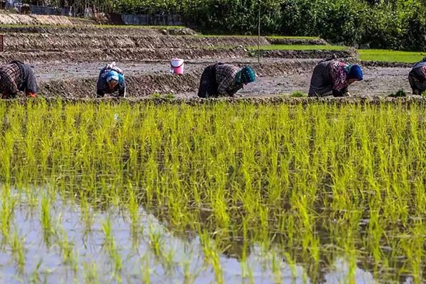 برنامه ویژه برای حمایت از برنج کاران / برنج ایرانی ارزان می شود؟ 