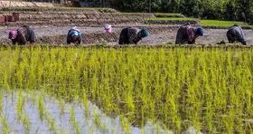 قیمت نهایی خرید توافقی برنج اعلام شد 