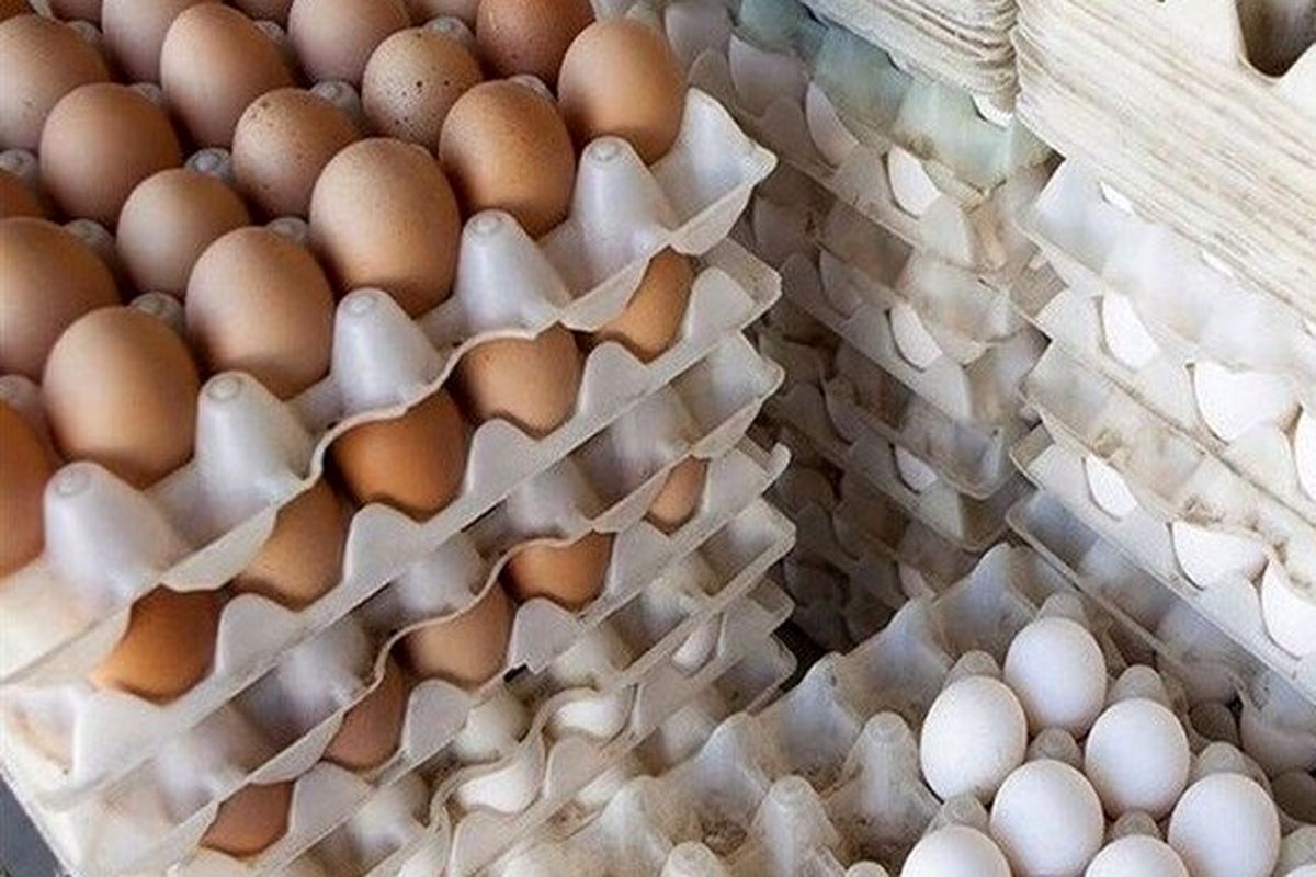 قیمت هر شانه تخم مرغ در بازار امروز / هر بسته تخم بلدرچین چند؟ + جدول