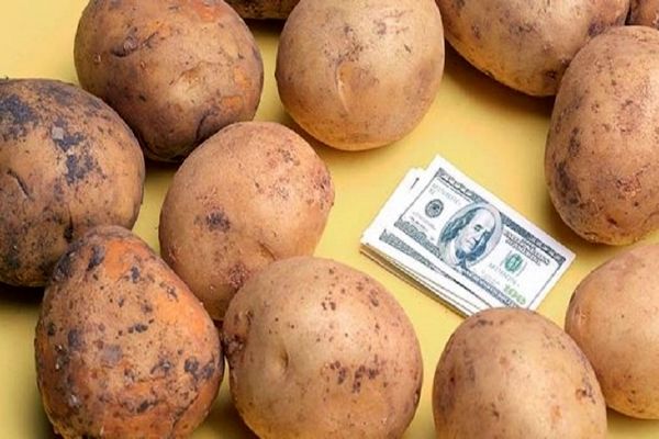 سبقت تاریخی قیمت سیب زمینی از نرخ دلار