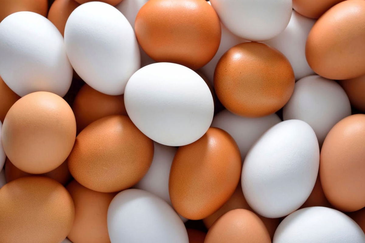 قیمت تخم مرغ تغییر کرد / تخم مرغ دانه ای ۱۲,۳۵۰ تومان