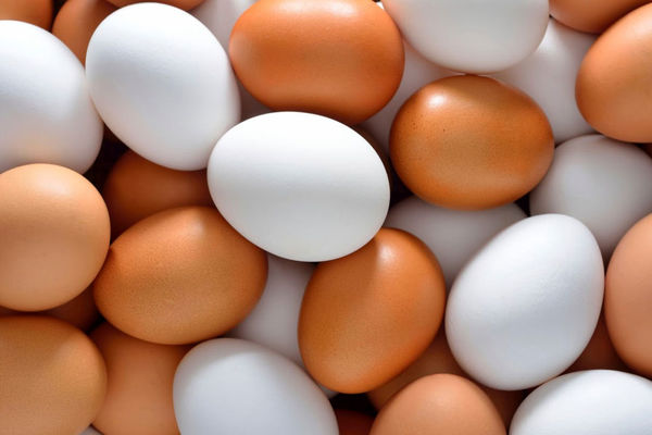قیمت انواع تخم مرغ بسته بندی شده / بسته تخم مرغ ۲۰ عددی چند شد؟