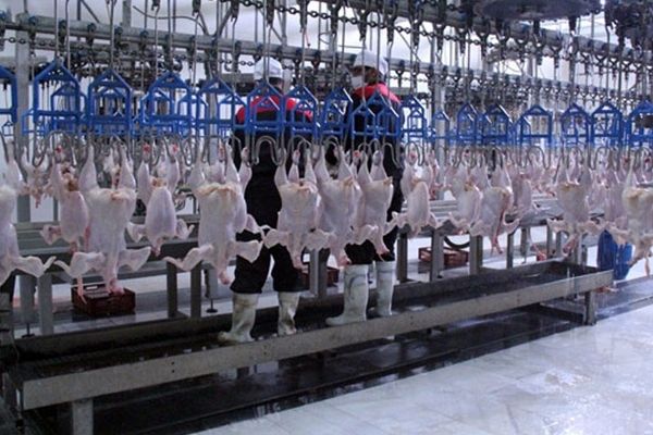 آخرین قیمت مرغ در بازار / صادرات مرغ از ایران امکان پذیر شد