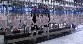 آخرین قیمت مرغ در بازار / صادرات مرغ از ایران امکان پذیر شد