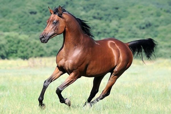 تصاویر استثنایی از زیباترین اسب جهان