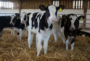 آخرین خبر از بحران تب برفکی 