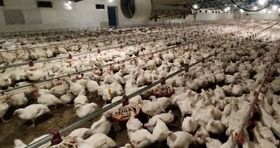 بازار مرغ تامین است / کاهش توان خرید مردم بعد از ایام نوروز