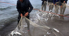 صادرات  ۸۱ میلیون دلاری ماهی منجمد از کشور