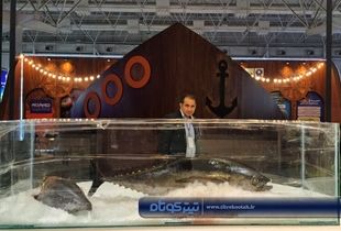 تصاویر | گردهمایی بزرگ فعالان صنعت شیلات کشور در نمایشگاه تهران 