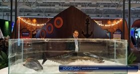 تصاویر | گردهمایی بزرگ فعالان صنعت شیلات کشور در نمایشگاه تهران 