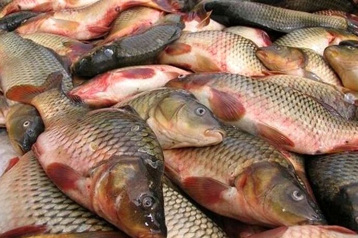 ماهی در بازار امروز چند شد؟ + لیست قیمت