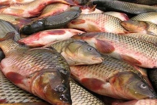 صادرات ۱۰۰ هزار تن ماهی کپور به کشورهای عربی 